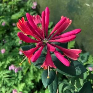Fragrant Peach and Cream Climbing Honeysuckle Plant Live Vine, Lonicera Perennial Honeysuckle Plants in 2.5 Inch Pot, 7-10