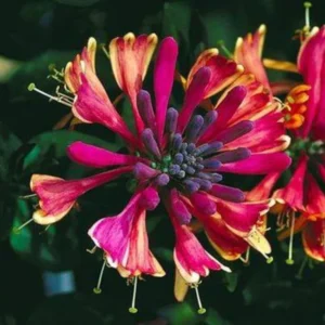 Fragrant Peach and Cream Climbing Honeysuckle Plant Live Vine, Lonicera Perennial Honeysuckle Plants in 2.5 Inch Pot, 7-10