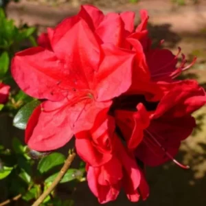 Red Azalea Rhododendron Plant Live Shrubs Bushes Flowers in 4