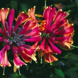 Fragrant Peach and Cream Climbing Honeysuckle Plant Live Vine, Lonicera Perennial Honeysuckle Plants in 2.5 Inch Pot, 7-10