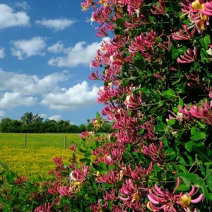Fragrant Serotina Belgica Honeysuckle Plant Live Vine, Late Dutch Lonicera Perennial Honeysuckle Plants in 2.5 Inch Pot
