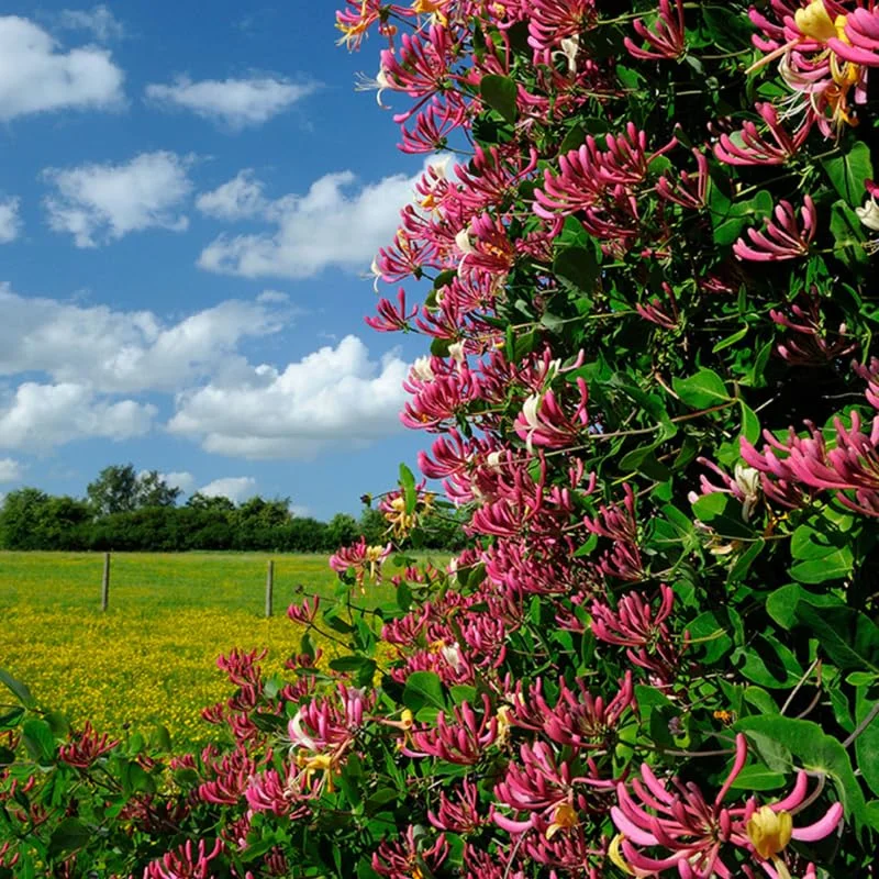 Fragrant Serotina Belgica Honeysuckle Plant Live Vine, Late Dutch Lonicera Perennial Honeysuckle Plants in 2.5 Inch Pot