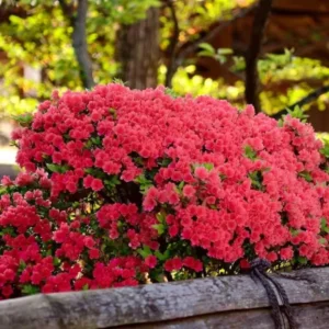 Red Azalea Rhododendron Plant Live Shrubs Bushes Flowers in 4