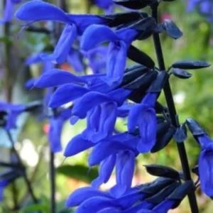 Black Blue Sage Salvia Live Plant Herb, Blue Salvia Sage Bush Shrub Grow Indoors Outdoor in 3