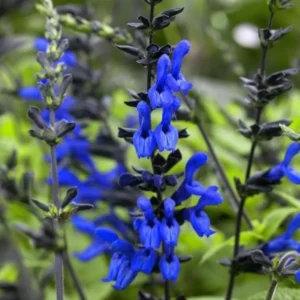 Black Blue Sage Salvia Live Plant Herb, Blue Salvia Sage Bush Shrub Grow Indoors Outdoor in 3