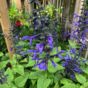 Black Blue Sage Salvia Live Plant Herb, Blue Salvia Sage Bush Shrub Grow Indoors Outdoor in 3