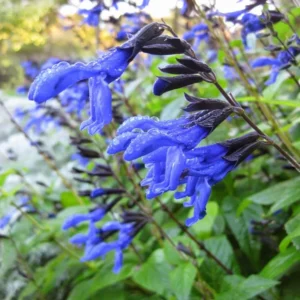 Black Blue Sage Salvia Live Plant Herb, Blue Salvia Sage Bush Shrub Grow Indoors Outdoor in 3