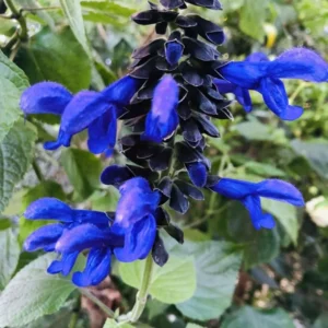 Black Blue Sage Salvia Live Plant Herb, Blue Salvia Sage Bush Shrub Grow Indoors Outdoor in 3