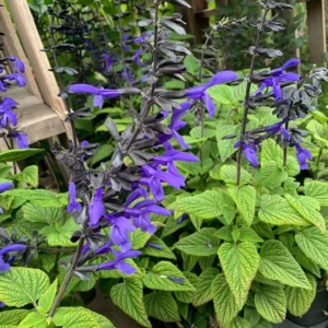 Black Blue Sage Salvia Live Plant Herb, Blue Salvia Sage Bush Shrub Grow Indoors Outdoor in 3
