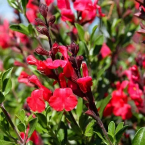 Red Sage Salvia Live Plant Herb, Blue Salvia Sage Bush Shrub Grow Indoors Outdoor in 3