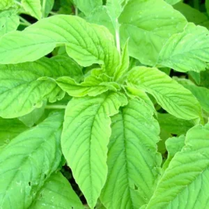 2500 Callaloo Amaranth Seeds, Spinach Seeds, Green Leaf, 2500 Seeds for Planting