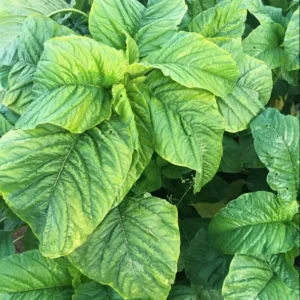 2500 Callaloo Amaranth Seeds, Spinach Seeds, Green Leaf, 2500 Seeds for Planting