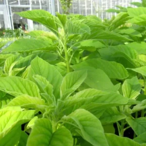 2500 Callaloo Amaranth Seeds, Spinach Seeds, Green Leaf, 2500 Seeds for Planting