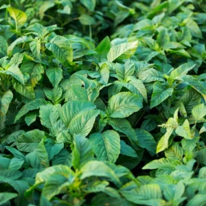 2500 Callaloo Amaranth Seeds, Spinach Seeds, Green Leaf, 2500 Seeds for Planting