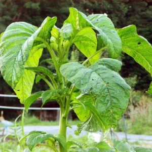 2500 Callaloo Amaranth Seeds, Spinach Seeds, Green Leaf, 2500 Seeds for Planting