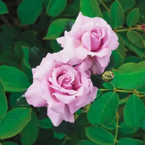 Pink Blossom Rose Bushes Shrubs Climbing Climber Live Plant, Pink Rose for Planting, Starter Size, 4 to 10 Inc Tall