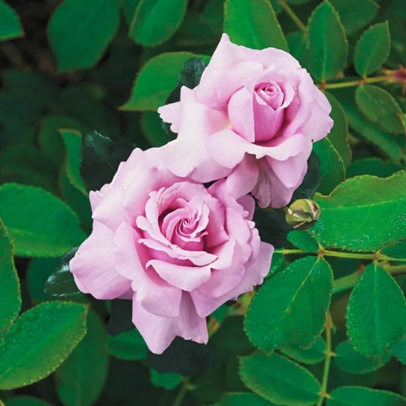 Pink Blossom Rose Bushes Shrubs Climbing Climber Live Plant, Pink Rose for Planting, Starter Size, 4 to 10 Inc Tall