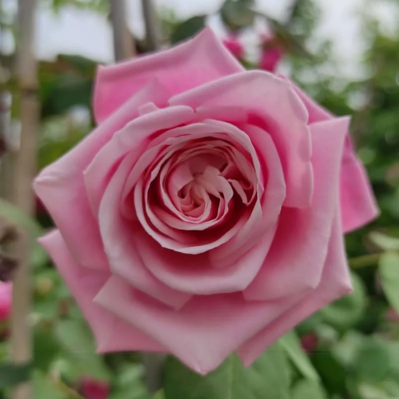 Pink New Dawn Climbing Rose Bushes Shrubs Live Plant, Pink Rose for Planting, Starter Size, 4 to 10 Inc Tall