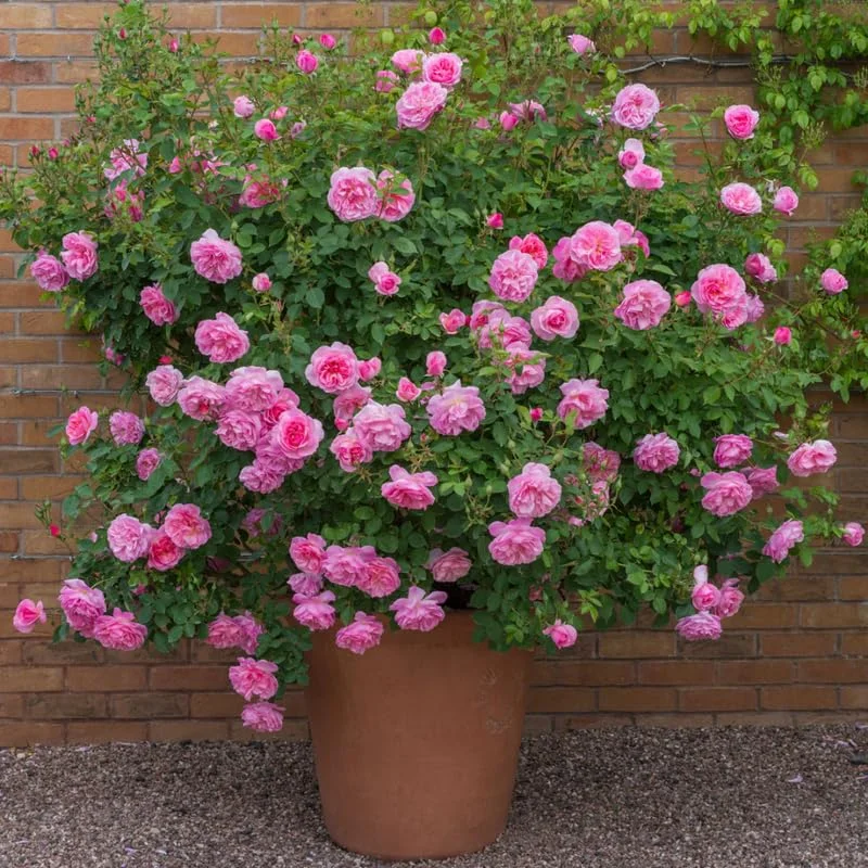 Pink Blossom Rose Bushes Shrubs Climbing Climber Live Plant, Pink Rose for Planting, Starter Size, 4 to 10 Inc Tall
