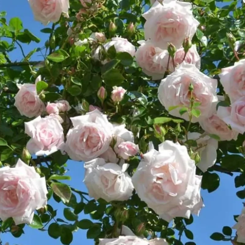 Pink New Dawn Climbing Rose Bushes Shrubs Live Plant, Pink Rose for Planting, Starter Size, 4 to 10 Inc Tall