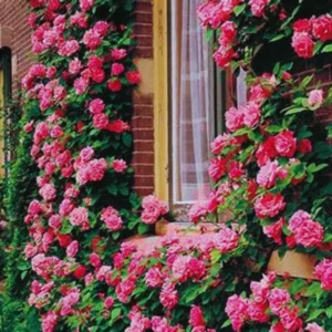 Pink New Dawn Climbing Rose Bushes Shrubs Live Plant, Pink Rose for Planting, Starter Size, 4 to 10 Inc Tall