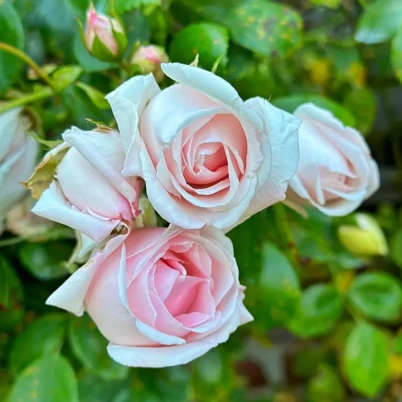 Pink New Dawn Climbing Rose Bushes Shrubs Live Plant, Pink Rose for Planting, Starter Size, 4 to 10 Inc Tall