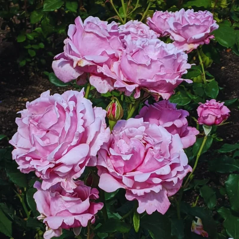 Pink Blossom Rose Bushes Shrubs Climbing Climber Live Plant, Pink Rose for Planting, Starter Size, 4 to 10 Inc Tall