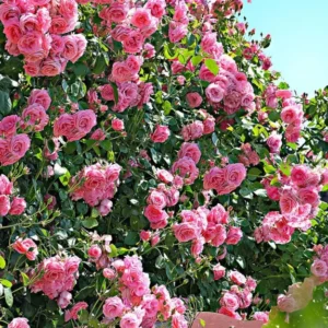 Pink New Dawn Climbing Rose Bushes Shrubs Live Plant, Pink Rose for Planting, Starter Size, 4 to 10 Inc Tall