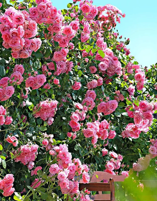 Pink New Dawn Climbing Rose Bushes Shrubs Live Plant, Pink Rose for Planting, Starter Size, 4 to 10 Inc Tall