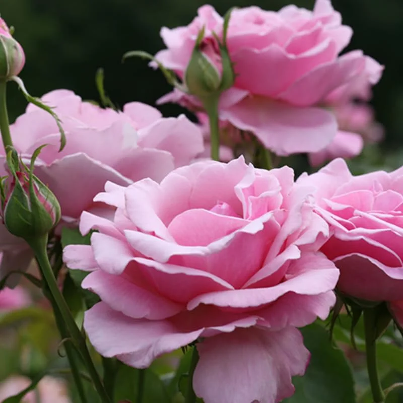 Pink Blossom Rose Bushes Shrubs Climbing Climber Live Plant, Pink Rose for Planting, Starter Size, 4 to 10 Inc Tall