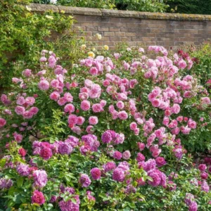 Pink Blossom Rose Bushes Shrubs Climbing Climber Live Plant, Pink Rose for Planting, Starter Size, 4 to 10 Inc Tall