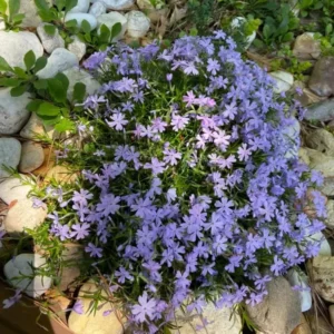 Blue Creeping Phlox, Starter Phlox Live Plant, Well Rooted, Creeping Perennial Ground Cover, 4 to 6 Inc tall