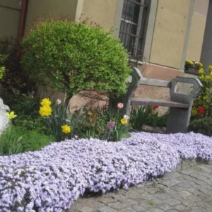 Blue Creeping Phlox, Starter Phlox Live Plant, Well Rooted, Creeping Perennial Ground Cover, 4 to 6 Inc tall