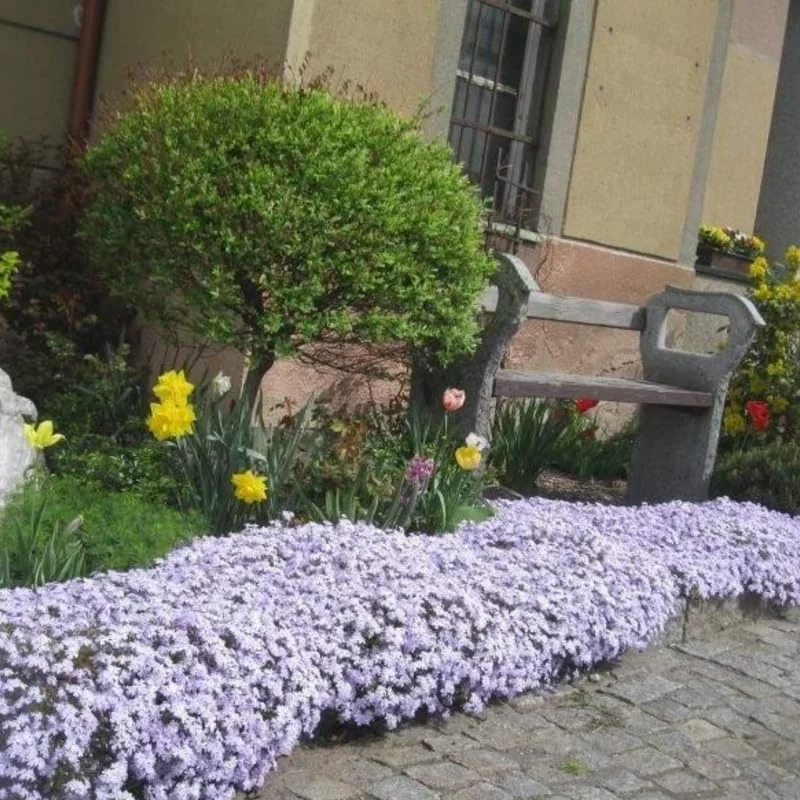 Blue Creeping Phlox, Starter Phlox Live Plant, Well Rooted, Creeping Perennial Ground Cover, 4 to 6 Inc tall