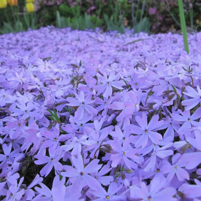 Blue Creeping Phlox, Starter Phlox Live Plant, Well Rooted, Creeping Perennial Ground Cover, 4 to 6 Inc tall