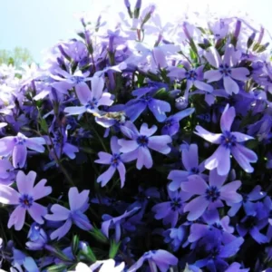 Blue Creeping Phlox, Starter Phlox Live Plant, Well Rooted, Creeping Perennial Ground Cover, 4 to 6 Inc tall