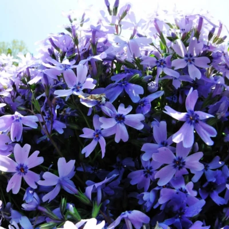 Blue Creeping Phlox, Starter Phlox Live Plant, Well Rooted, Creeping Perennial Ground Cover, 4 to 6 Inc tall