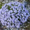 Blue Creeping Phlox, Starter Phlox Live Plant, Well Rooted, Creeping Perennial Ground Cover, 4 to 6 Inc tall