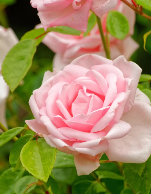 Pink New Dawn Climbing Rose Bushes Shrubs Live Plant, Pink Rose for Planting, Starter Size, 4 to 10 Inc Tall