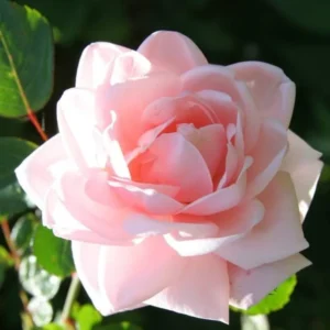 Pink New Dawn Climbing Rose Bushes Shrubs Live Plant, Pink Rose for Planting, Starter Size, 4 to 10 Inc Tall