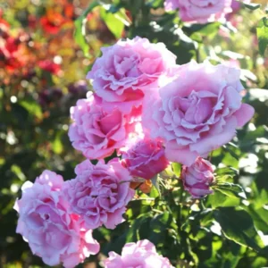 Pink Blossom Rose Bushes Shrubs Climbing Climber Live Plant, Pink Rose for Planting, Starter Size, 4 to 10 Inc Tall