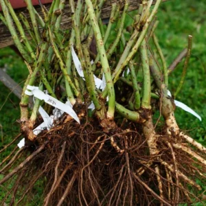 Pink Blossom Rose Bushes Shrubs Climbing Climber Live Plant, Pink Rose for Planting, Starter Size, 4 to 10 Inc Tall