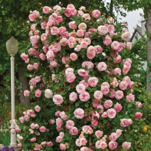 Pink Blossom Rose Bushes Shrubs Climbing Climber Live Plant, Pink Rose for Planting, Starter Size, 4 to 10 Inc Tall