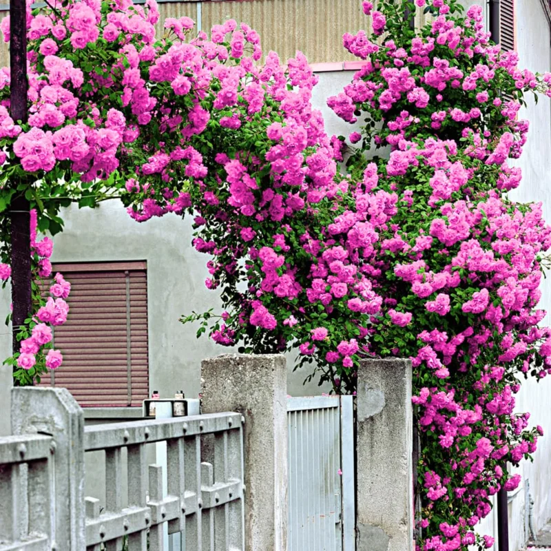 Pink Blossom Rose Bushes Shrubs Climbing Climber Live Plant, Pink Rose for Planting, Starter Size, 4 to 10 Inc Tall