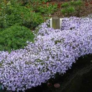 Blue Creeping Phlox, Starter Phlox Live Plant, Well Rooted, Creeping Perennial Ground Cover, 4 to 6 Inc tall