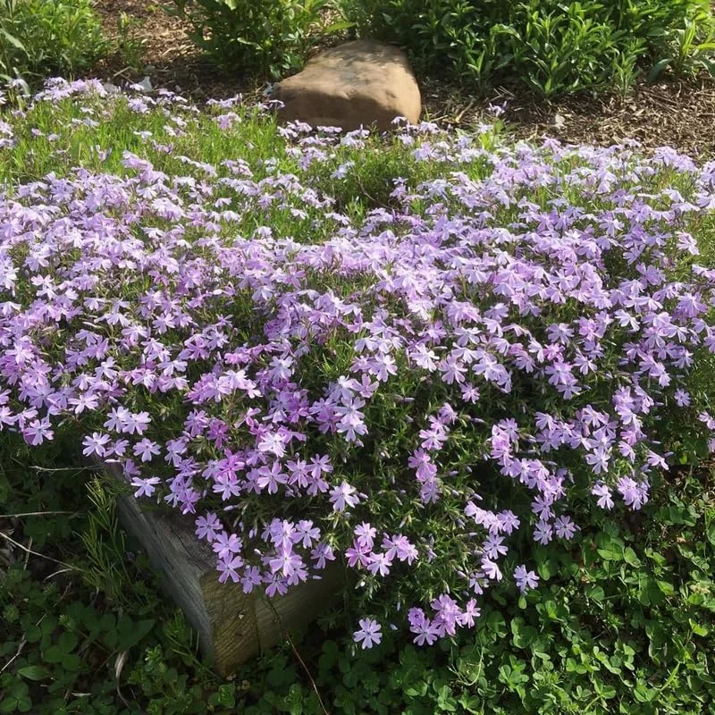 Blue Creeping Phlox, Starter Phlox Live Plant, Well Rooted, Creeping Perennial Ground Cover, 4 to 6 Inc tall