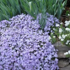 Blue Creeping Phlox, Starter Phlox Live Plant, Well Rooted, Creeping Perennial Ground Cover, 4 to 6 Inc tall