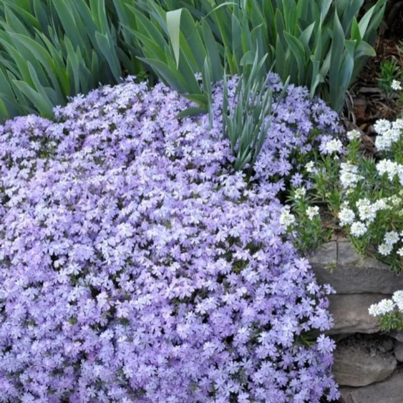 Blue Creeping Phlox, Starter Phlox Live Plant, Well Rooted, Creeping Perennial Ground Cover, 4 to 6 Inc tall