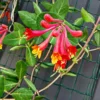 Fragrant Major Wheeler Honeysuckle Plant Live Vine, Perennial Lonicera Honeysuckle Plants in 2.5 Inch Pot