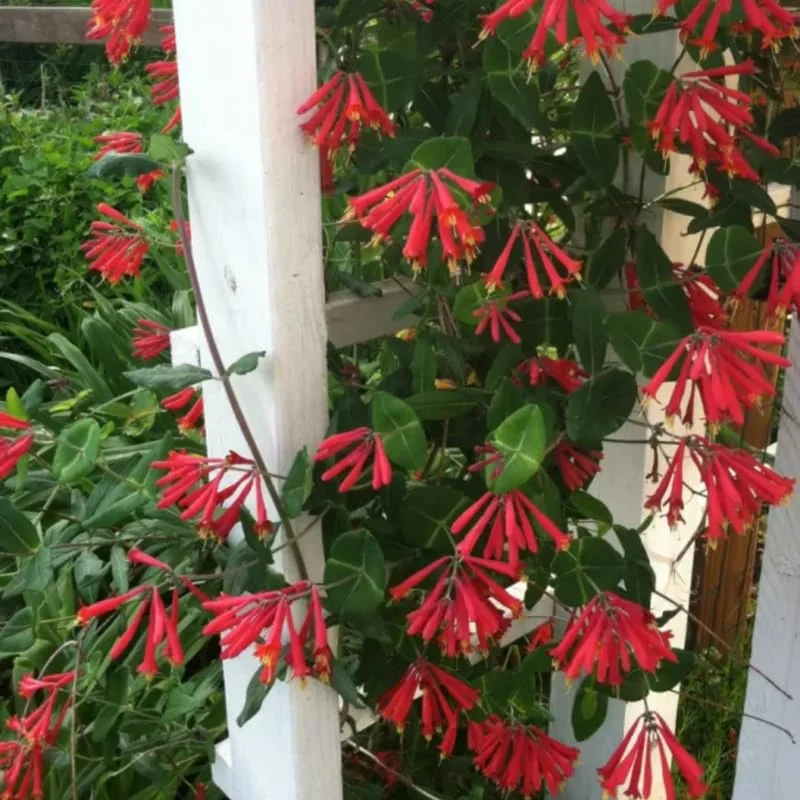 Fragrant Major Wheeler Honeysuckle Plant Live Vine, Perennial Lonicera Honeysuckle Plants in 2.5 Inch Pot